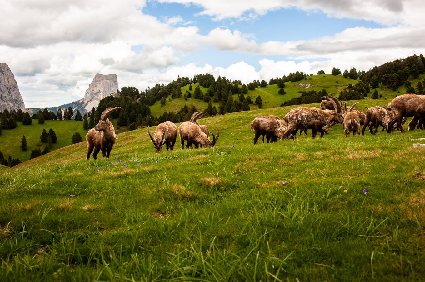 Pas de l'Aiguille - Vercors - Bouquetins