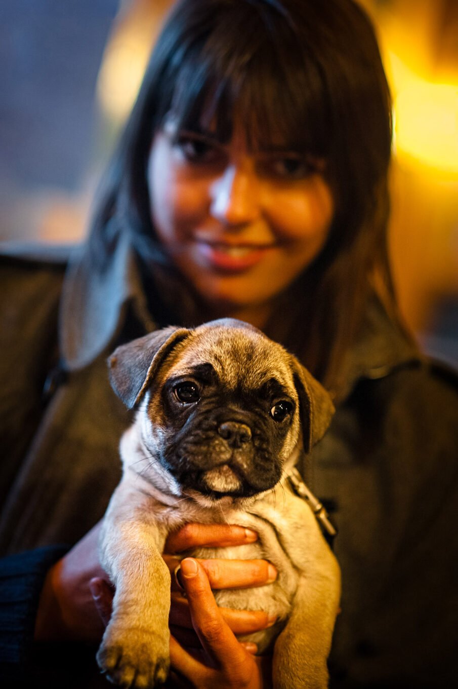 Photographie professionnelle portraits chiens chats animaux de compagnie