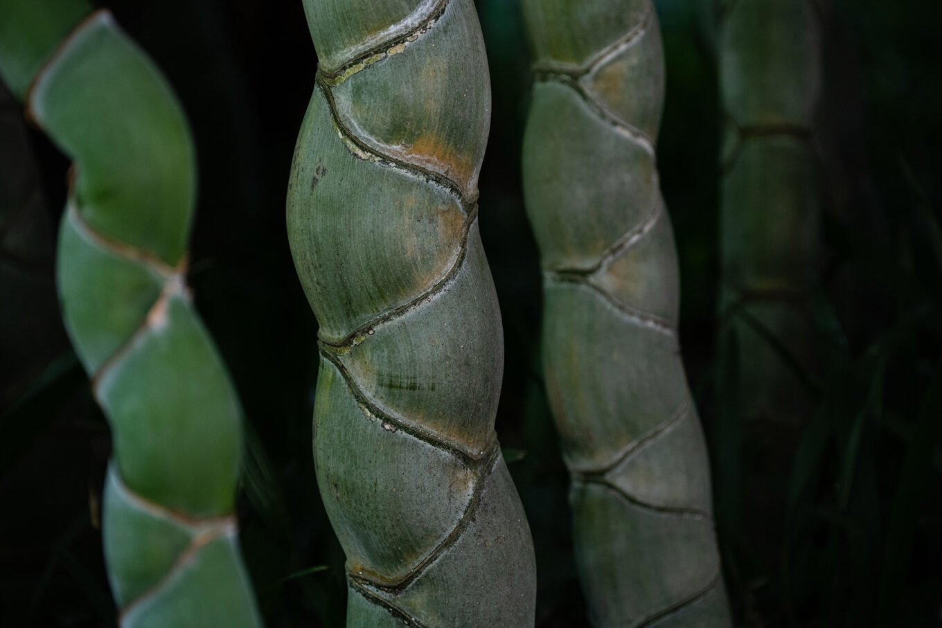 Photographie Nature - Bambouseraie d'Anduze