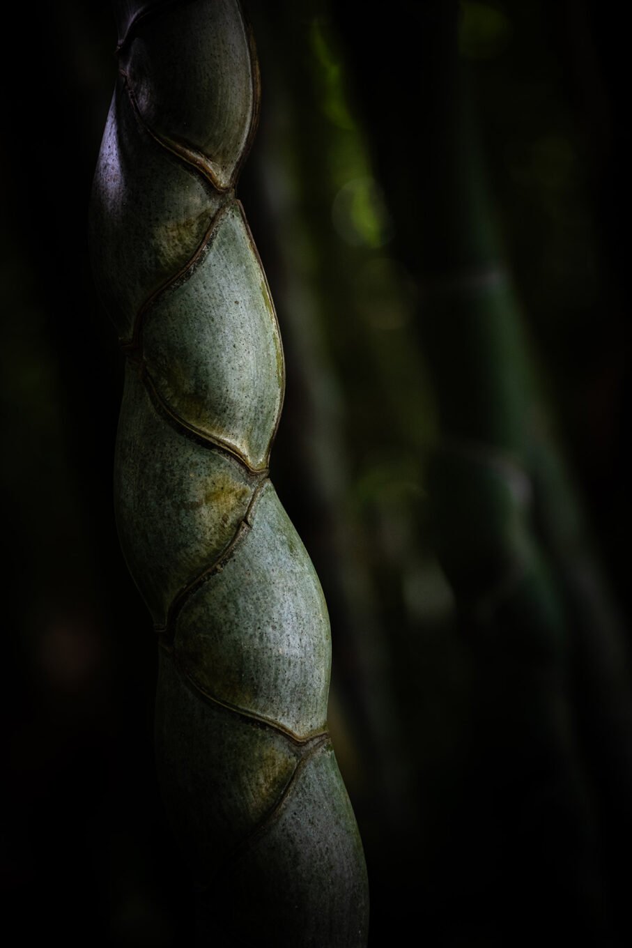 Photographie Nature - Bambouseraie d'Anduze