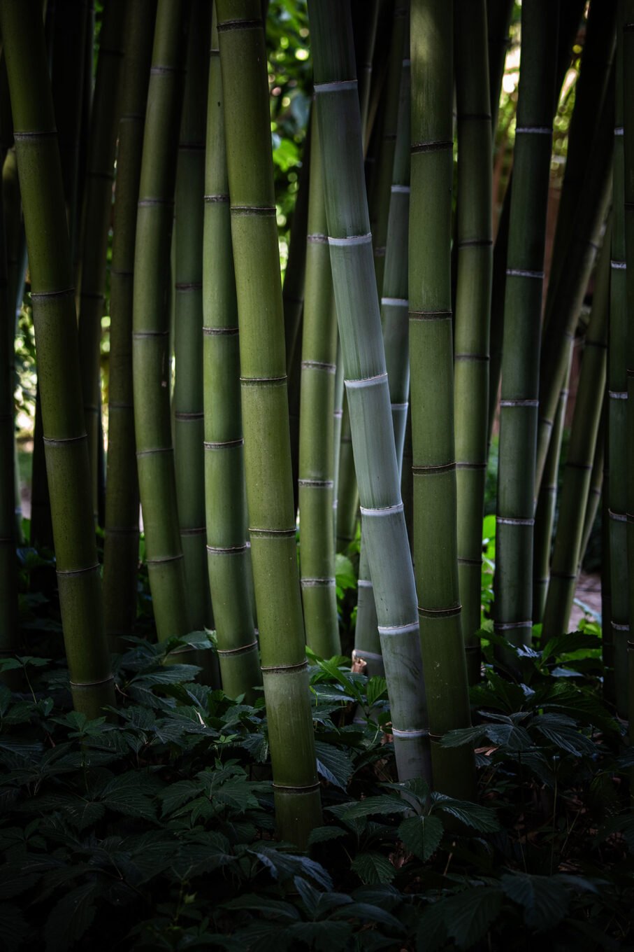 Photographie Nature - Bambouseraie d'Anduze