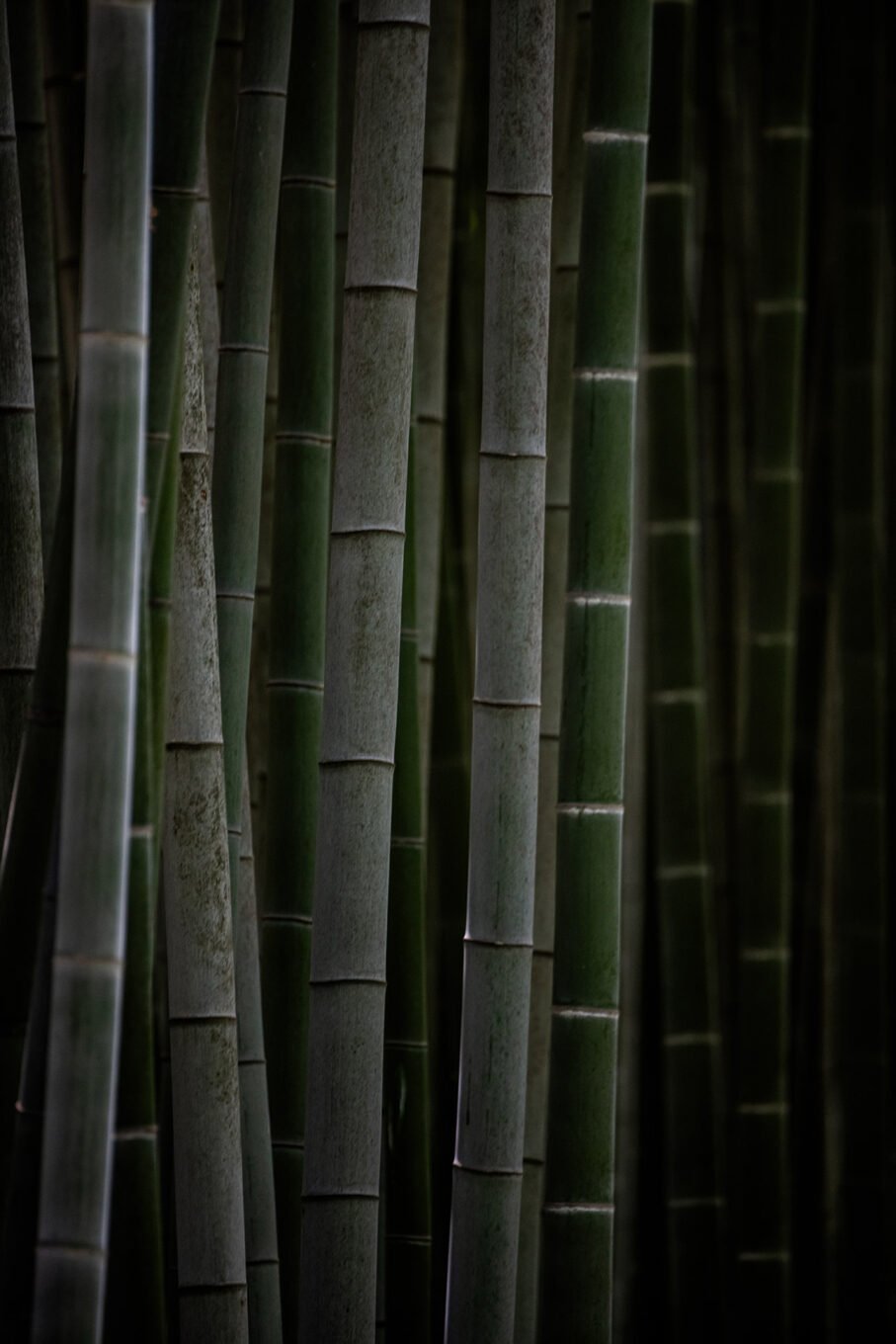 Photographie Nature - Bambouseraie d'Anduze