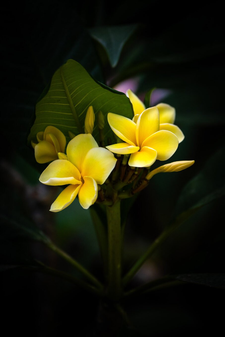 Photographie Nature - Bambouseraie d'Anduze