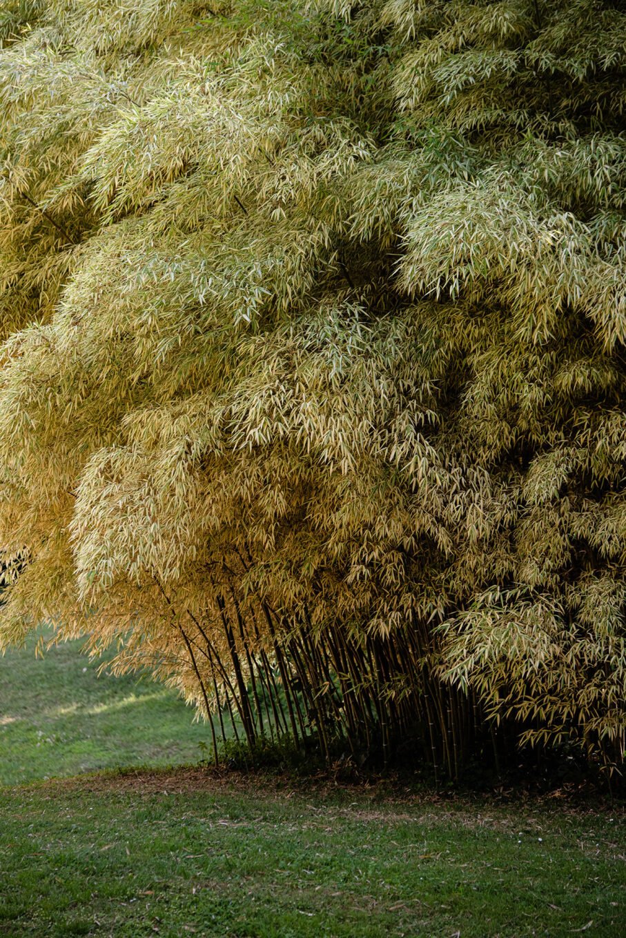 Photographie Nature - Bambouseraie d'Anduze