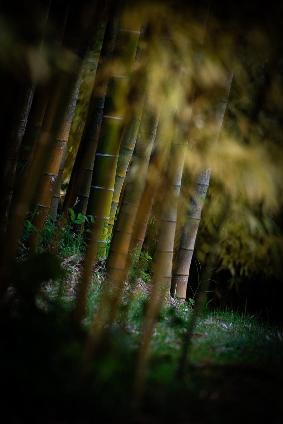Photographie Nature - Bambouseraie d'Anduze