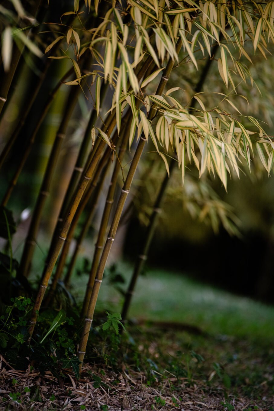 Photographie Nature - Bambouseraie d'Anduze