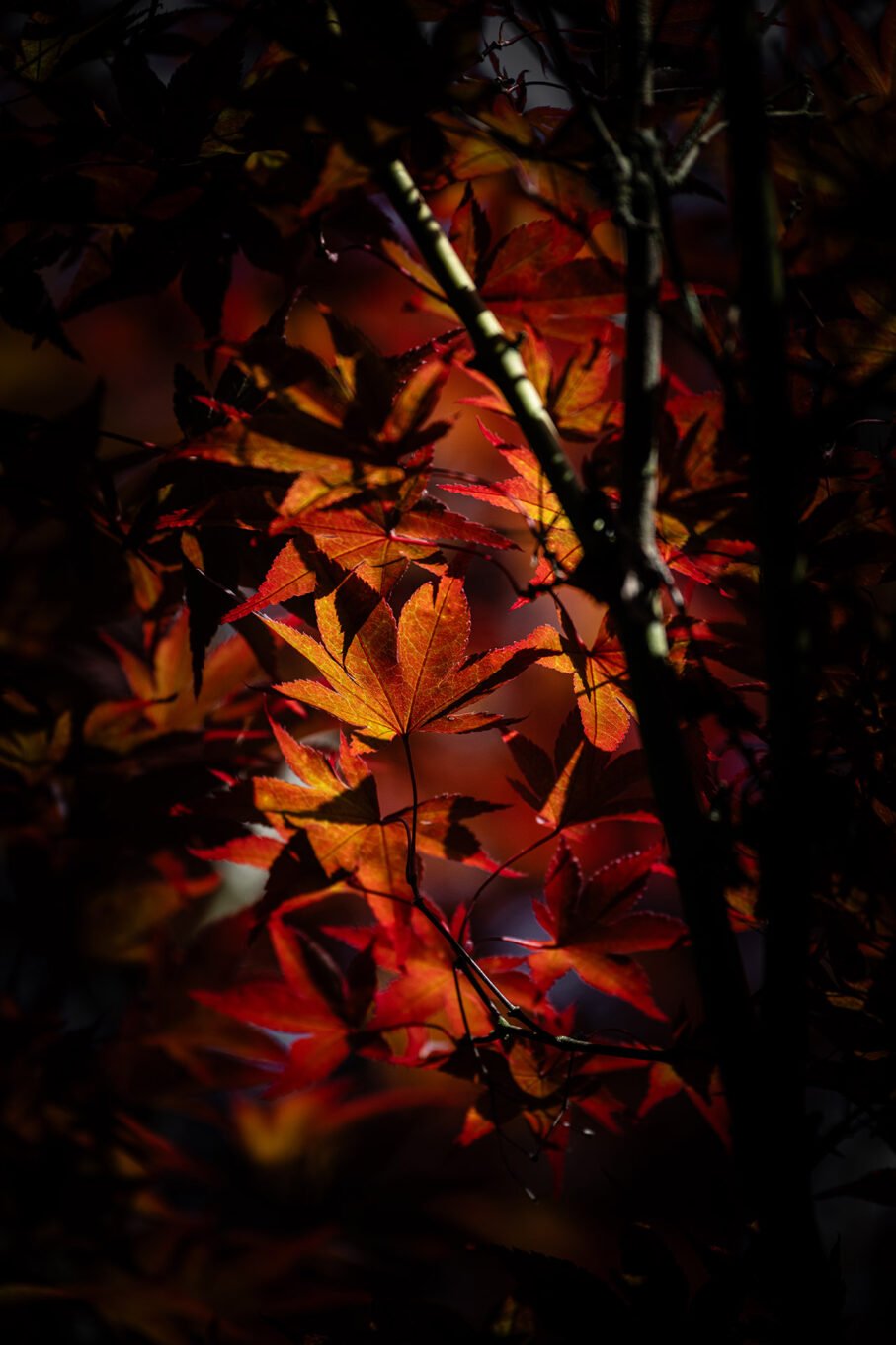 Photographie Nature - Bambouseraie d'Anduze