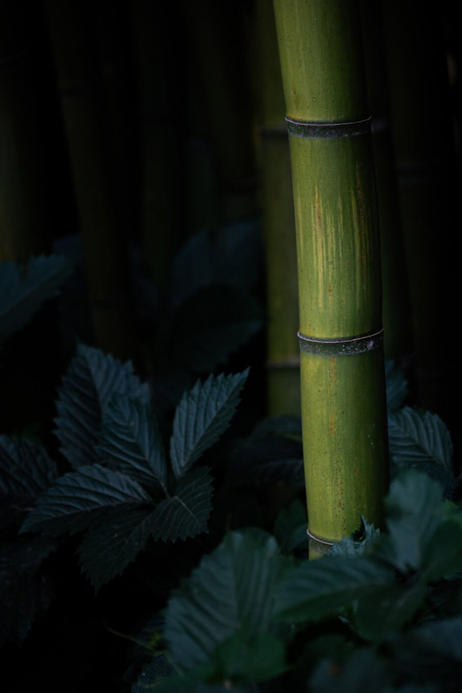 Photographie Nature - Bambouseraie d'Anduze