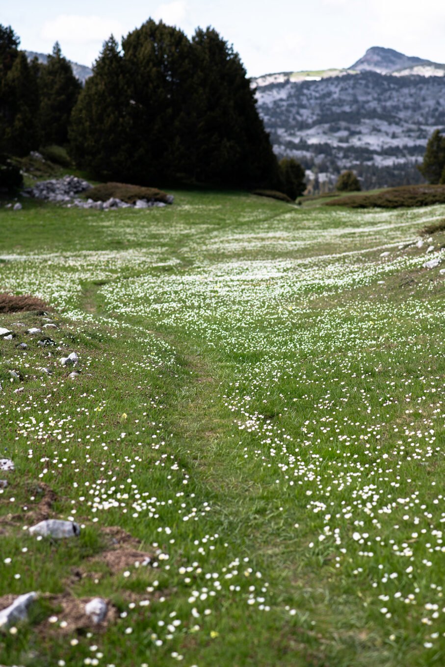 Hauts-Plateaux du Vercors en fleurs