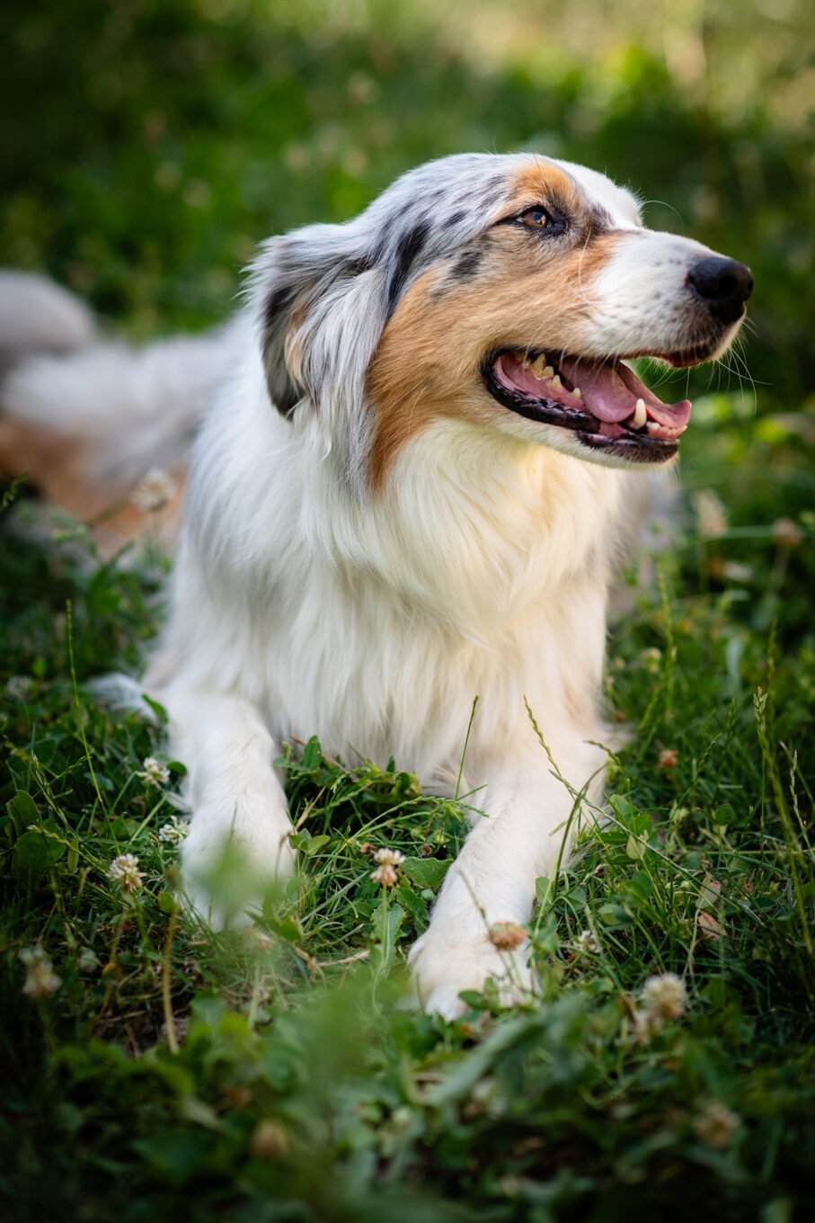 Portrait animalier de chien