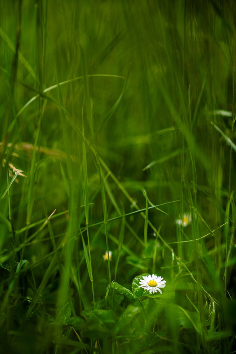 Proxiphotographie des fleurs de prairie du Diois