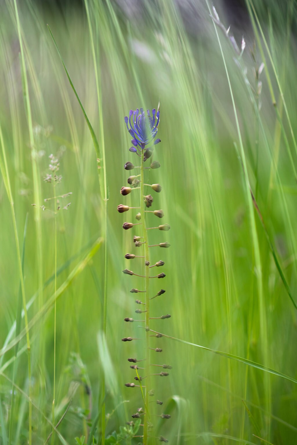 Proxiphotographie des fleurs de prairie du Diois