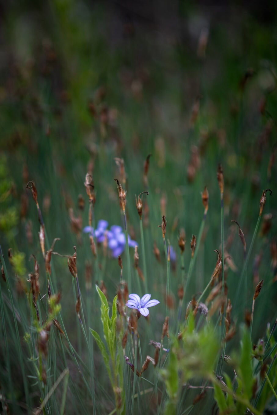 Proxiphotographie des fleurs de prairie du Diois