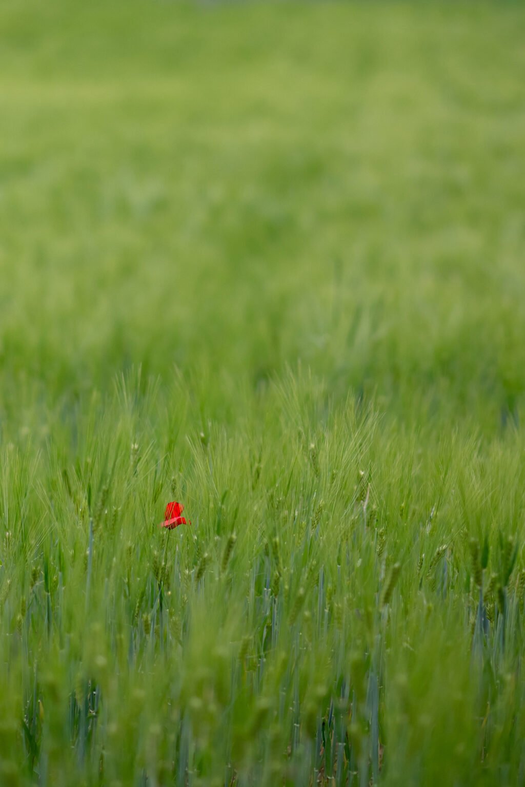 Proxiphotographie des fleurs de prairie du Diois