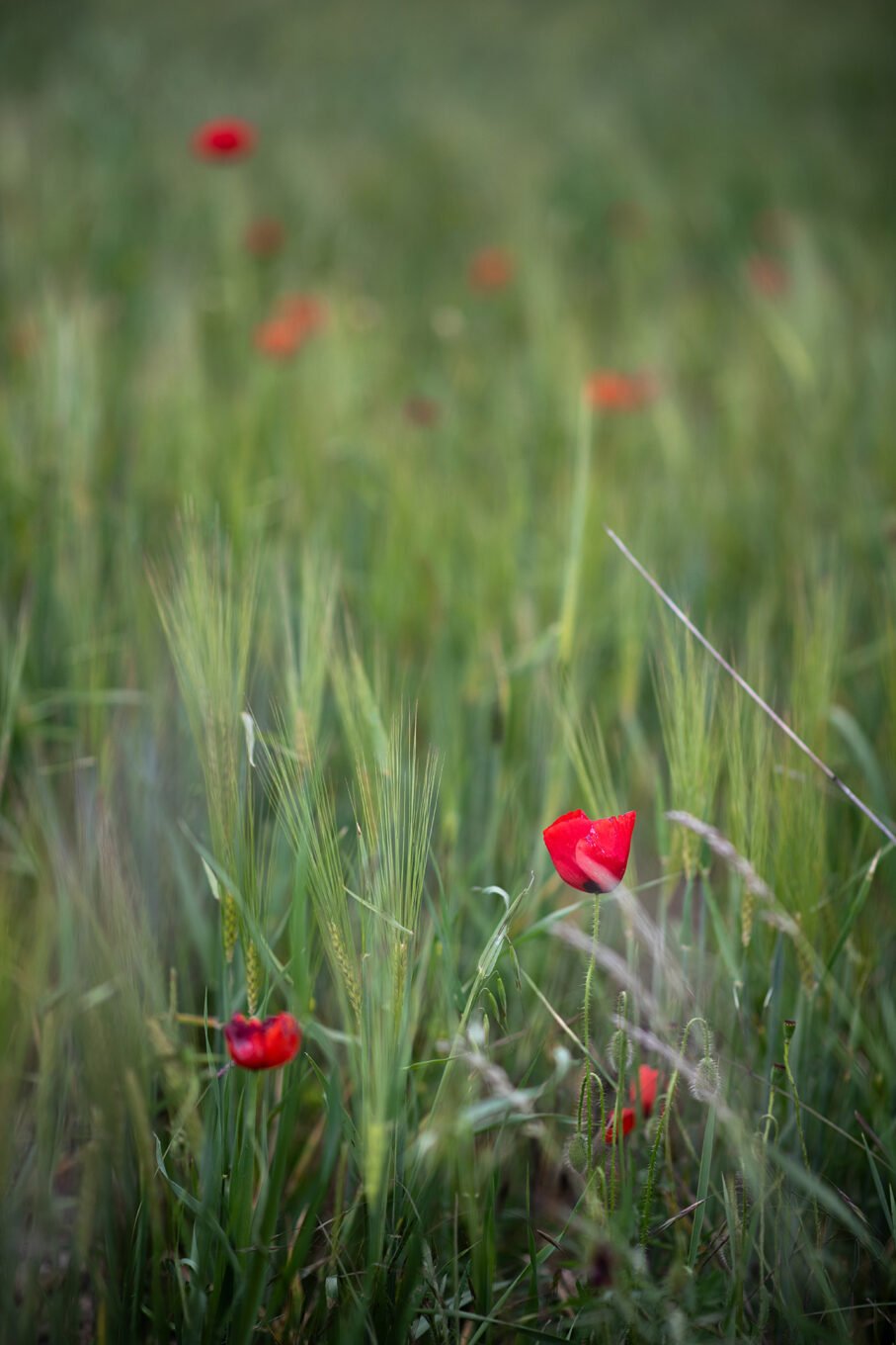 Proxiphotographie des fleurs de prairie du Diois