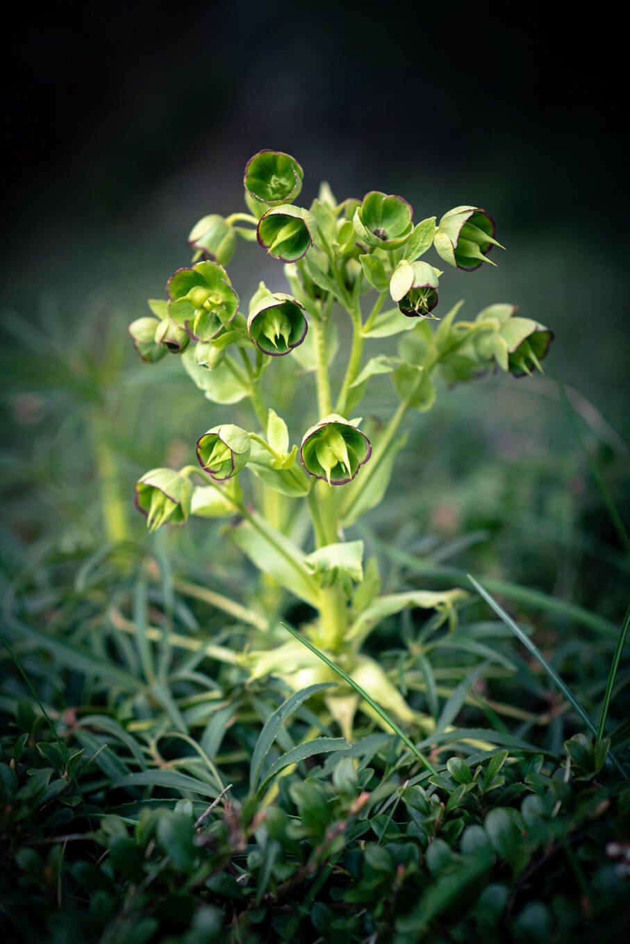 Proxiphotographie des fleurs de montagne du Vercors