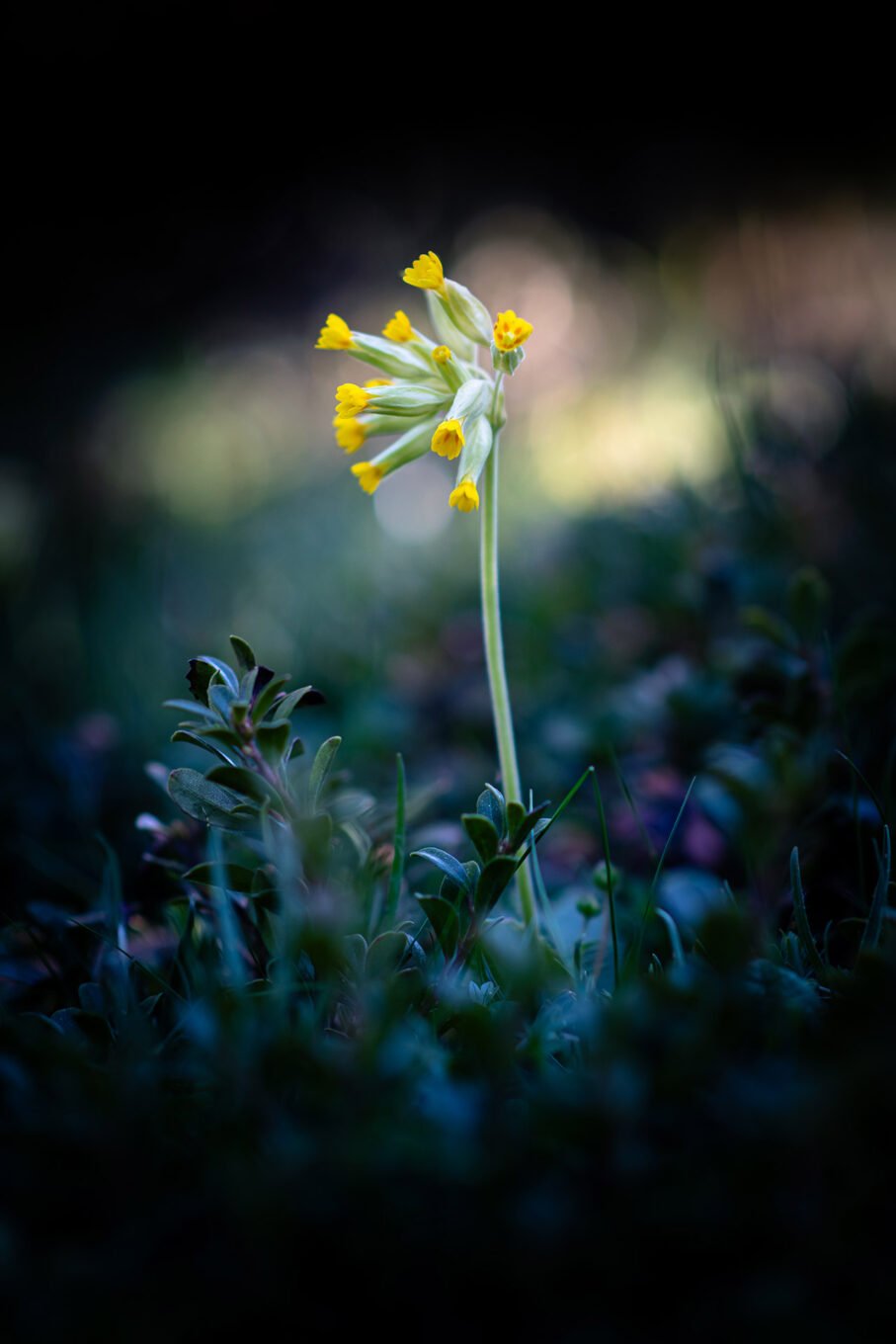 Proxiphotographie des fleurs de montagne du Vercors