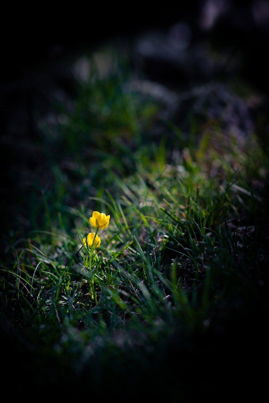 Proxiphotographie des fleurs de montagne du Vercors