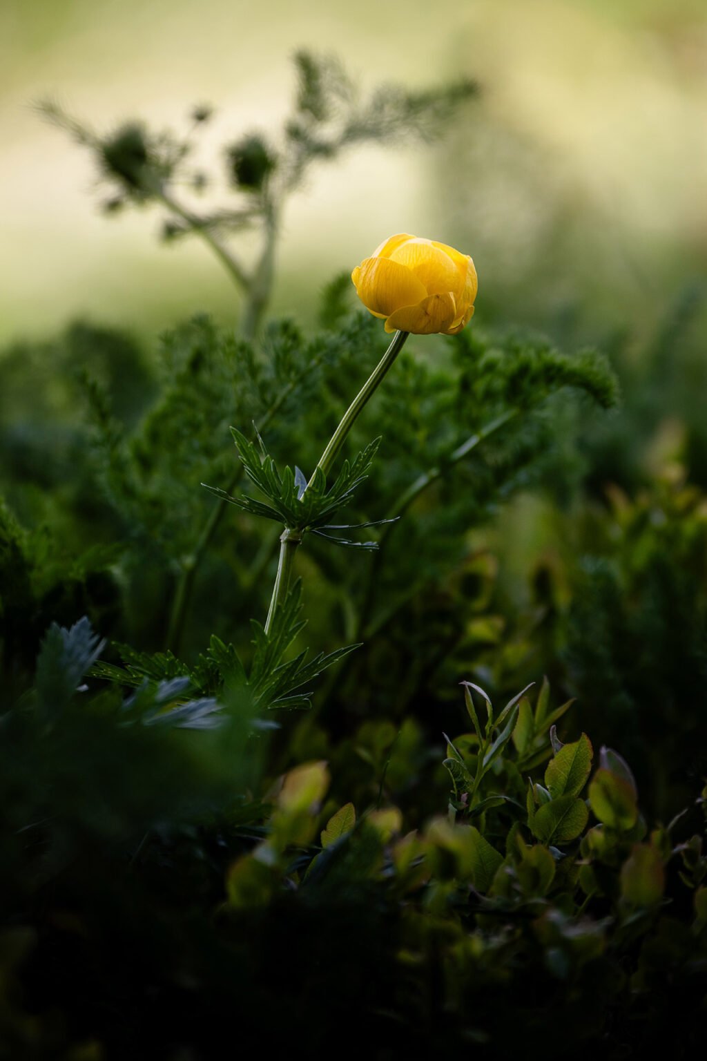 Proxiphotographie des fleurs de montagne du Vercors