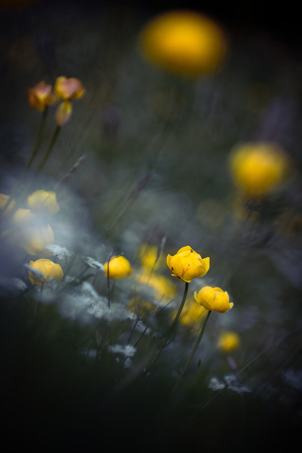 Proxiphotographie des fleurs de montagne du Vercors
