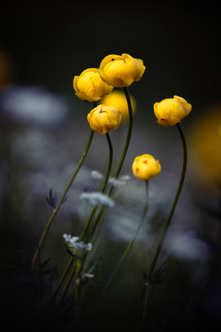 Proxiphotographie des fleurs de montagne du Vercors