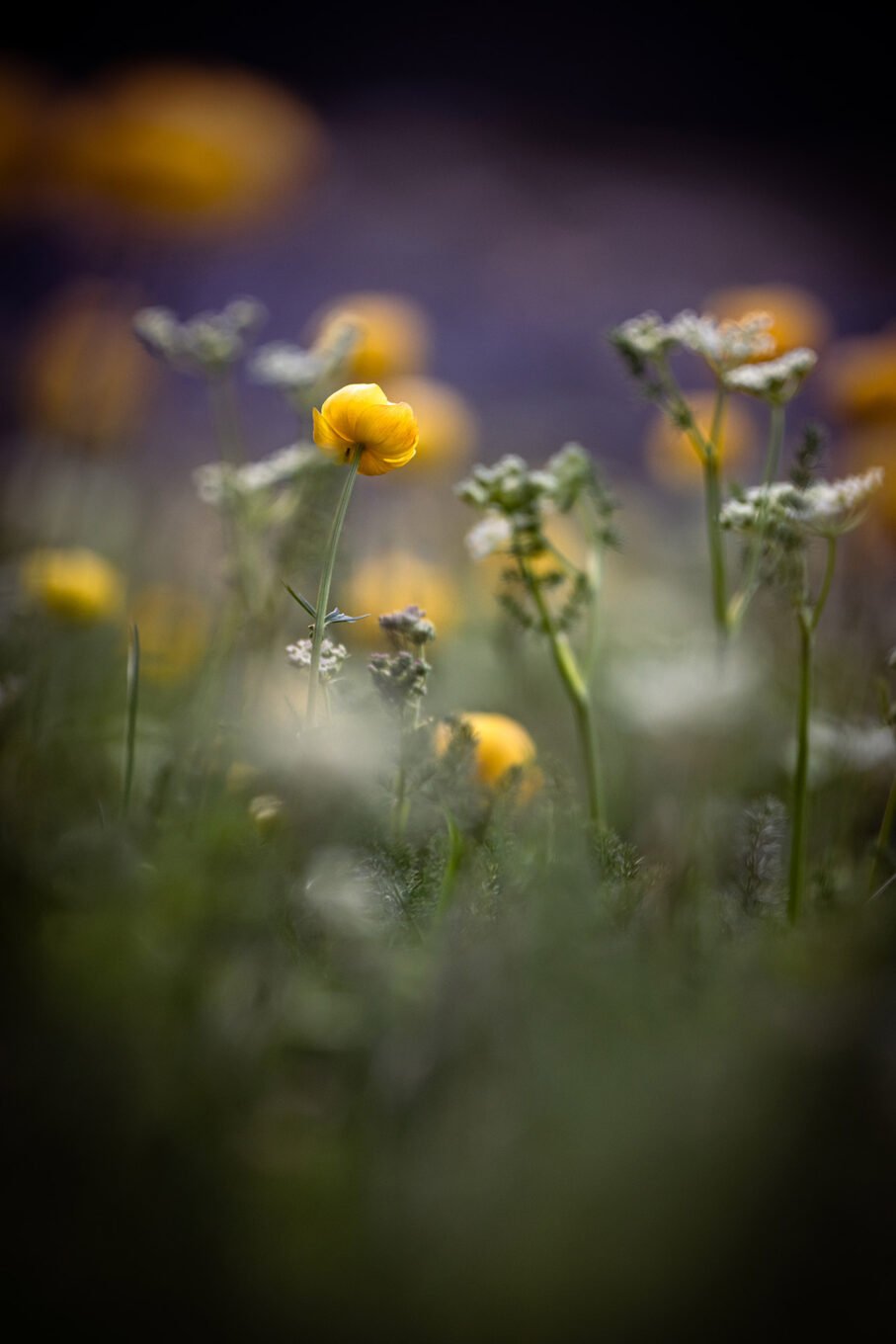 Proxiphotographie des fleurs de montagne du Vercors