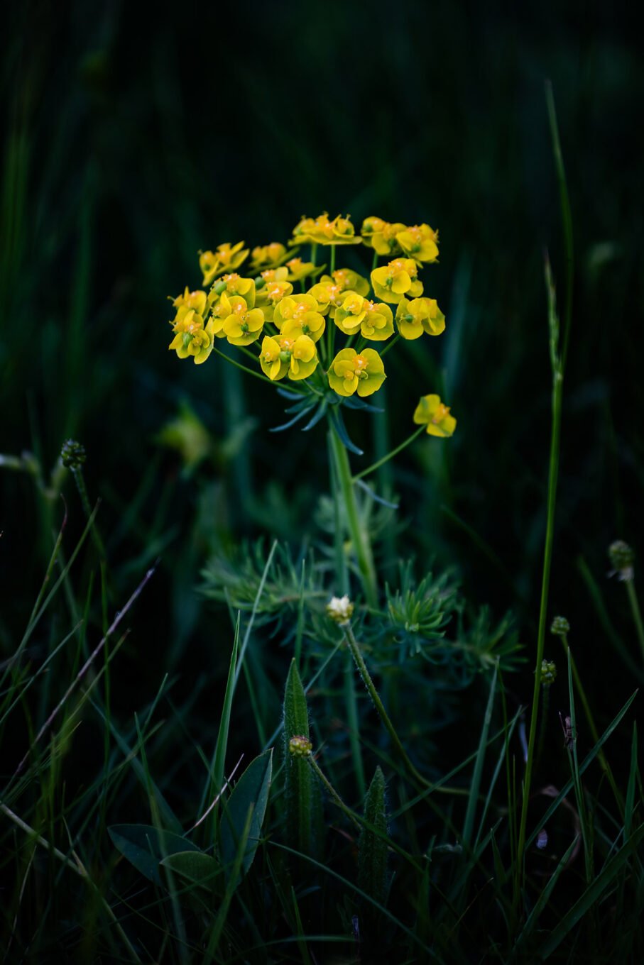 Proxiphotographie des fleurs de montagne du Vercors