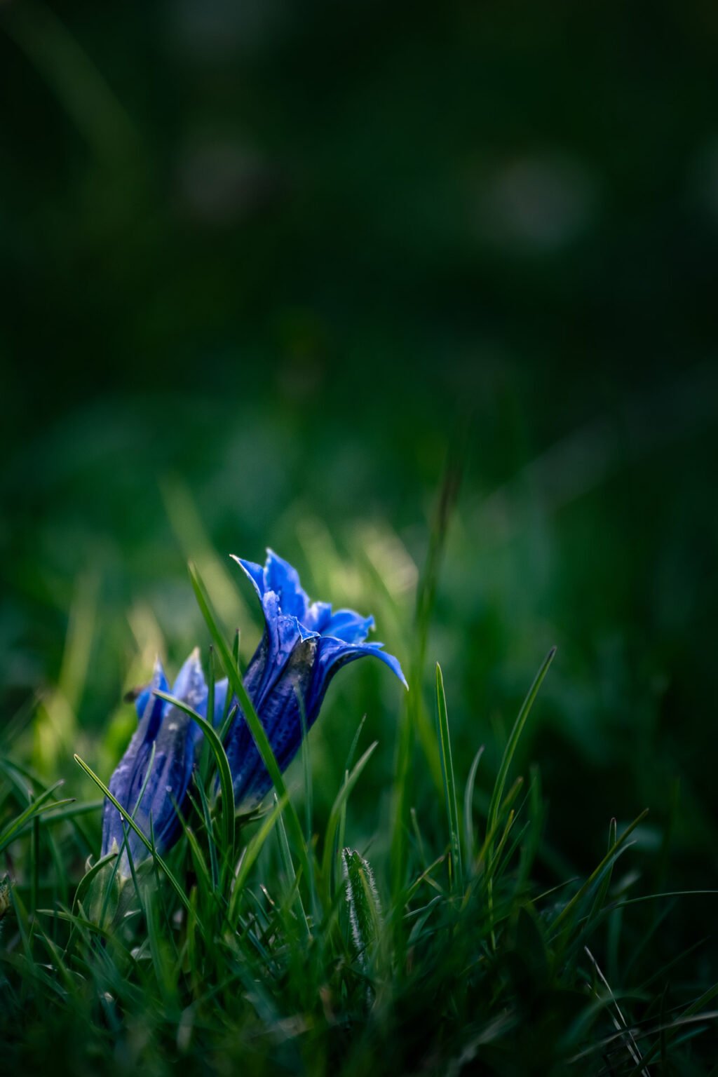 Proxiphotographie des fleurs de montagne du Vercors