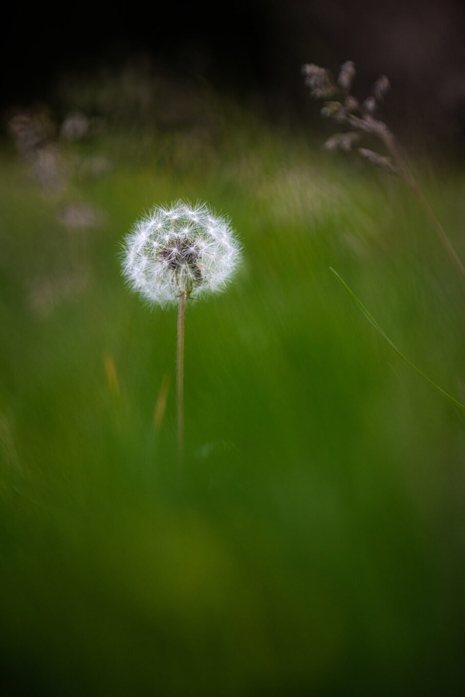 Proxiphotographie des fleurs de montagne du Vercors