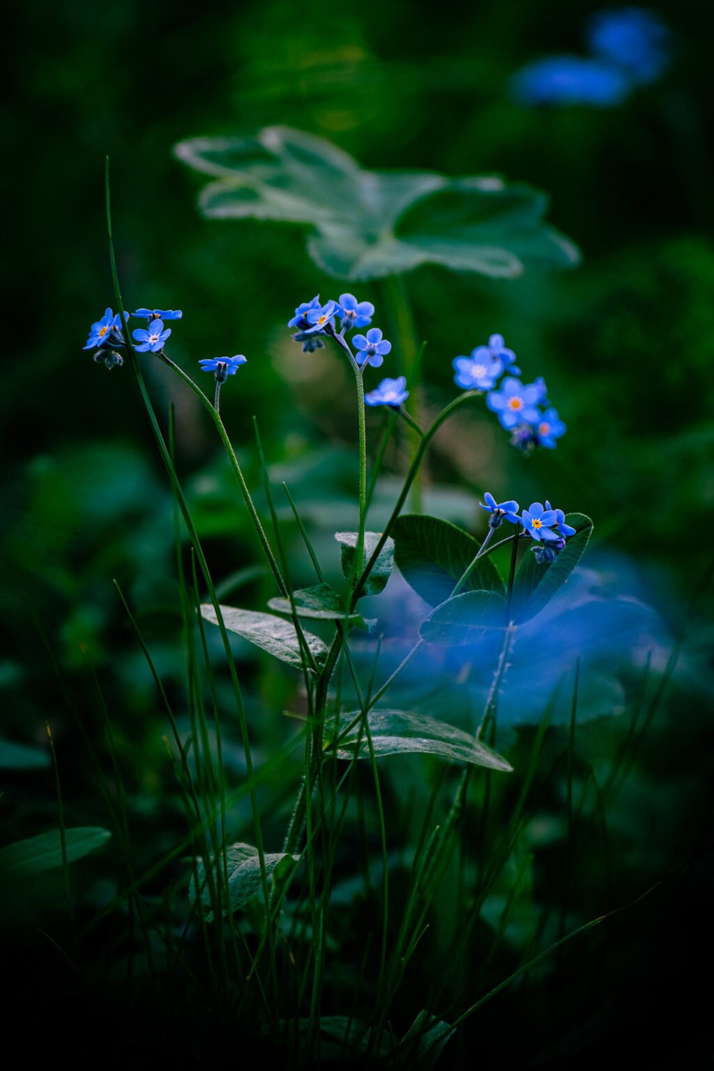 Proxiphotographie des fleurs de montagne du Vercors