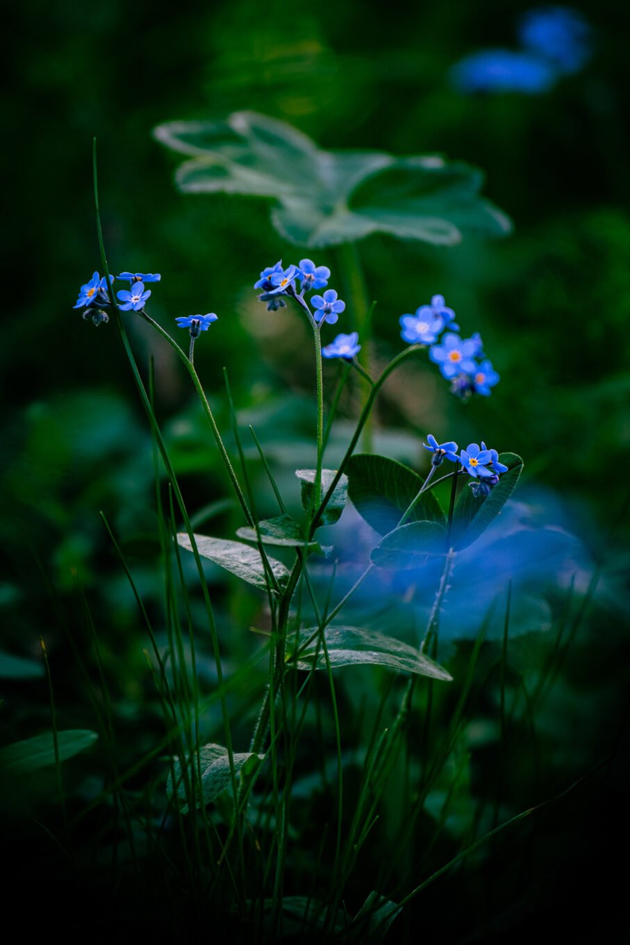 Proxiphotographie des fleurs de montagne du Vercors