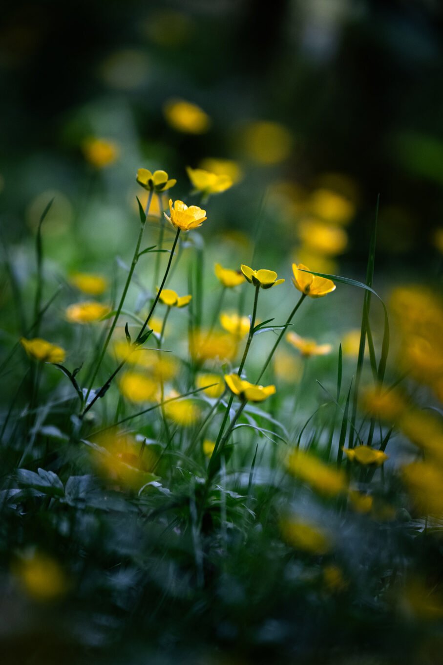 Proxiphotographie des fleurs de montagne du Vercors