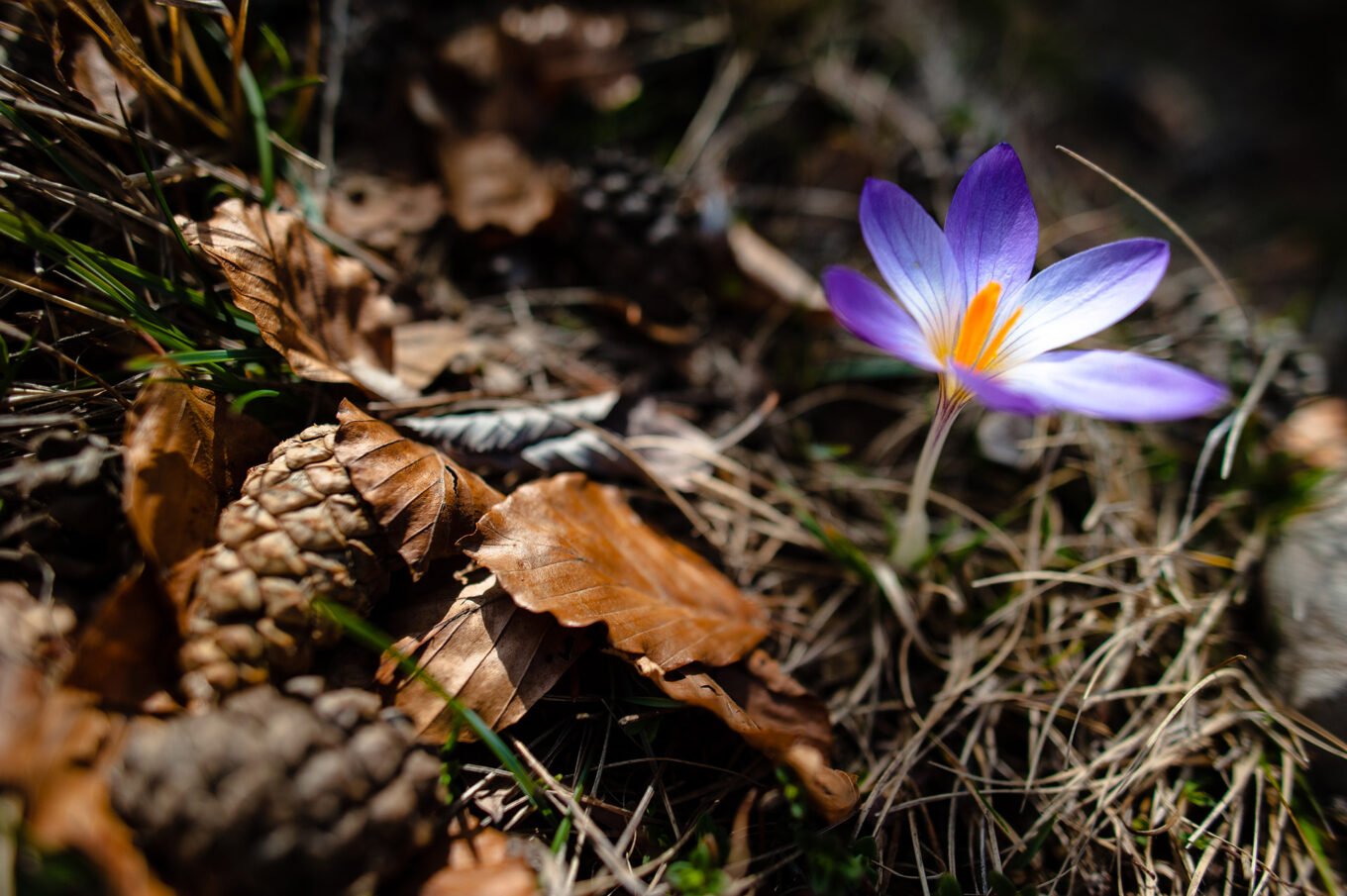 Vallon de Combeau - Vercors - Proxiphotographie de fleur