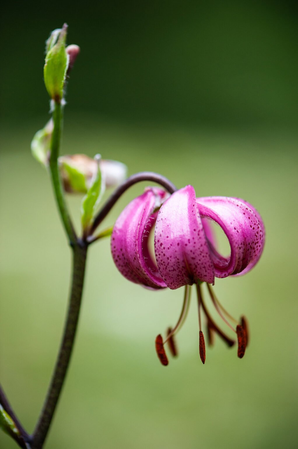 Photographie professionnelle nature, macrophotographie de fleurs