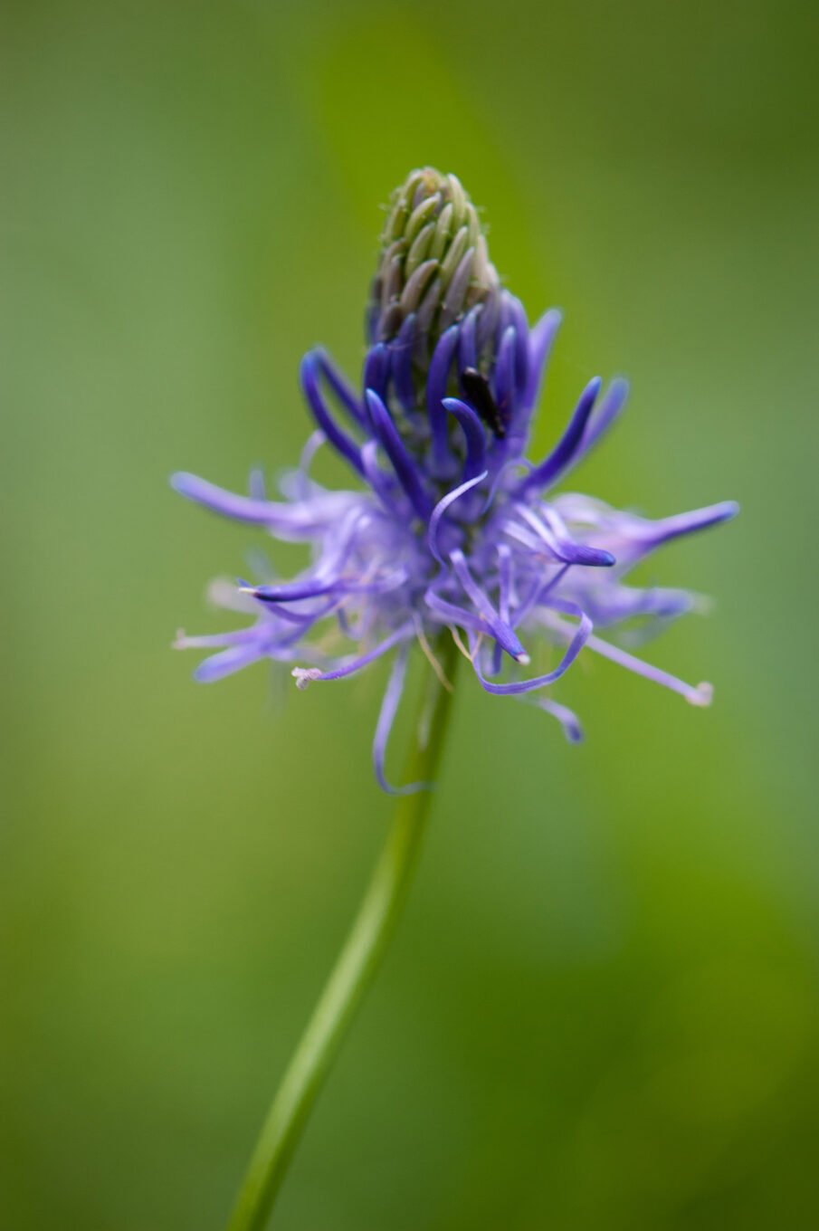 Photographie professionnelle nature, macrophotographie de fleurs