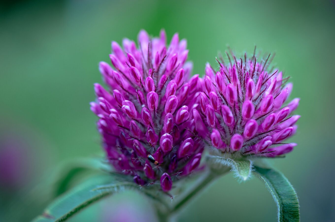 Photographie professionnelle nature, macrophotographie de fleurs