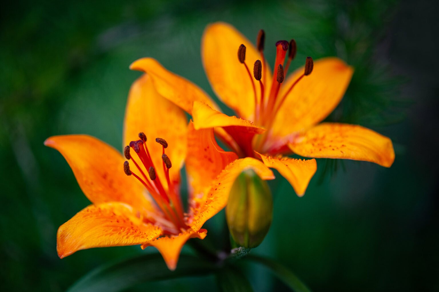 Photographie professionnelle nature, macrophotographie de fleurs