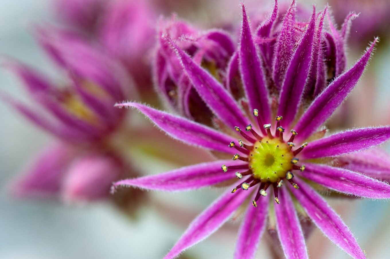 Photographie professionnelle nature, macrophotographie de fleurs
