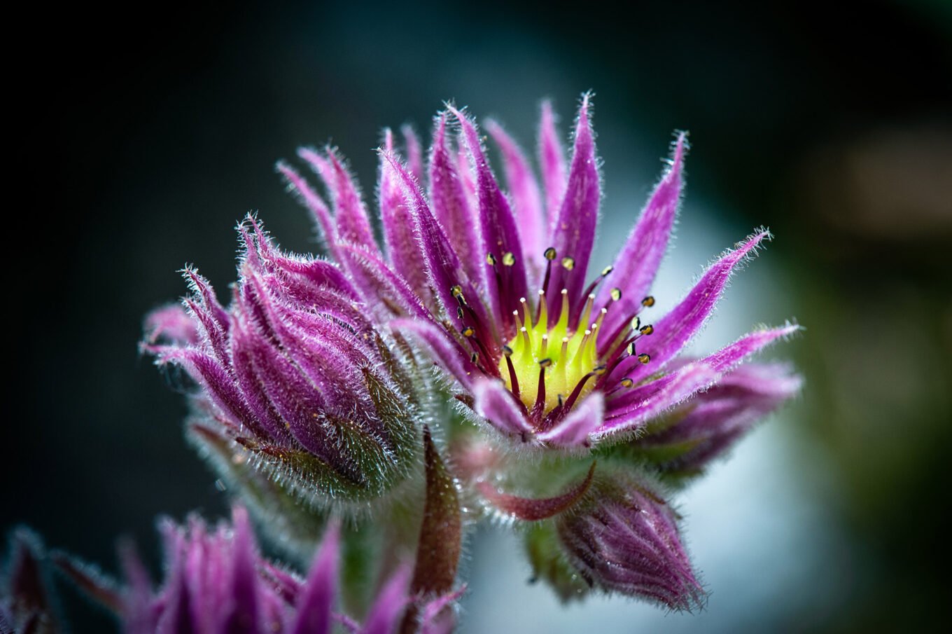 Photographie professionnelle nature, macrophotographie de fleurs