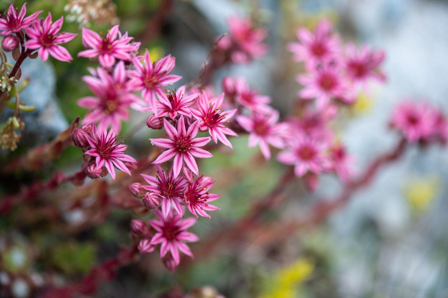 Photographie professionnelle nature, macrophotographie de fleurs