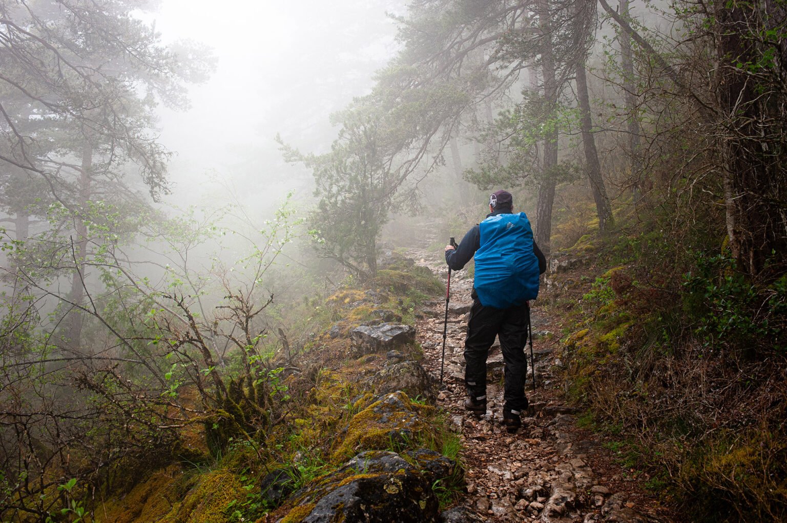 Randonnée Tarn et Causse Méjean - Randonnée en forêt humide