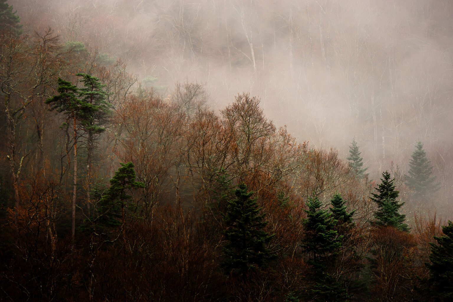 Photographie nature en forêt de Saou (Drôme)