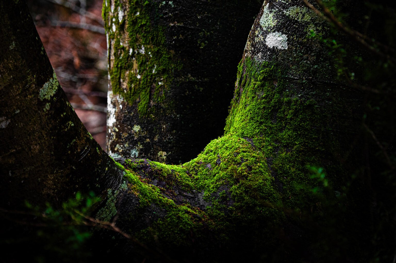 Photographie proxi nature en forêt de Saou (Drôme)