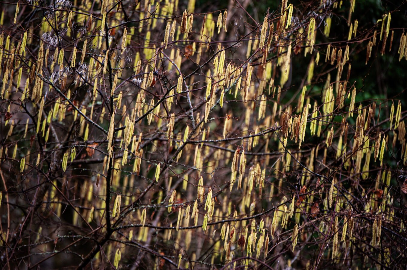 Photographie proxi nature en forêt de Saou (Drôme)