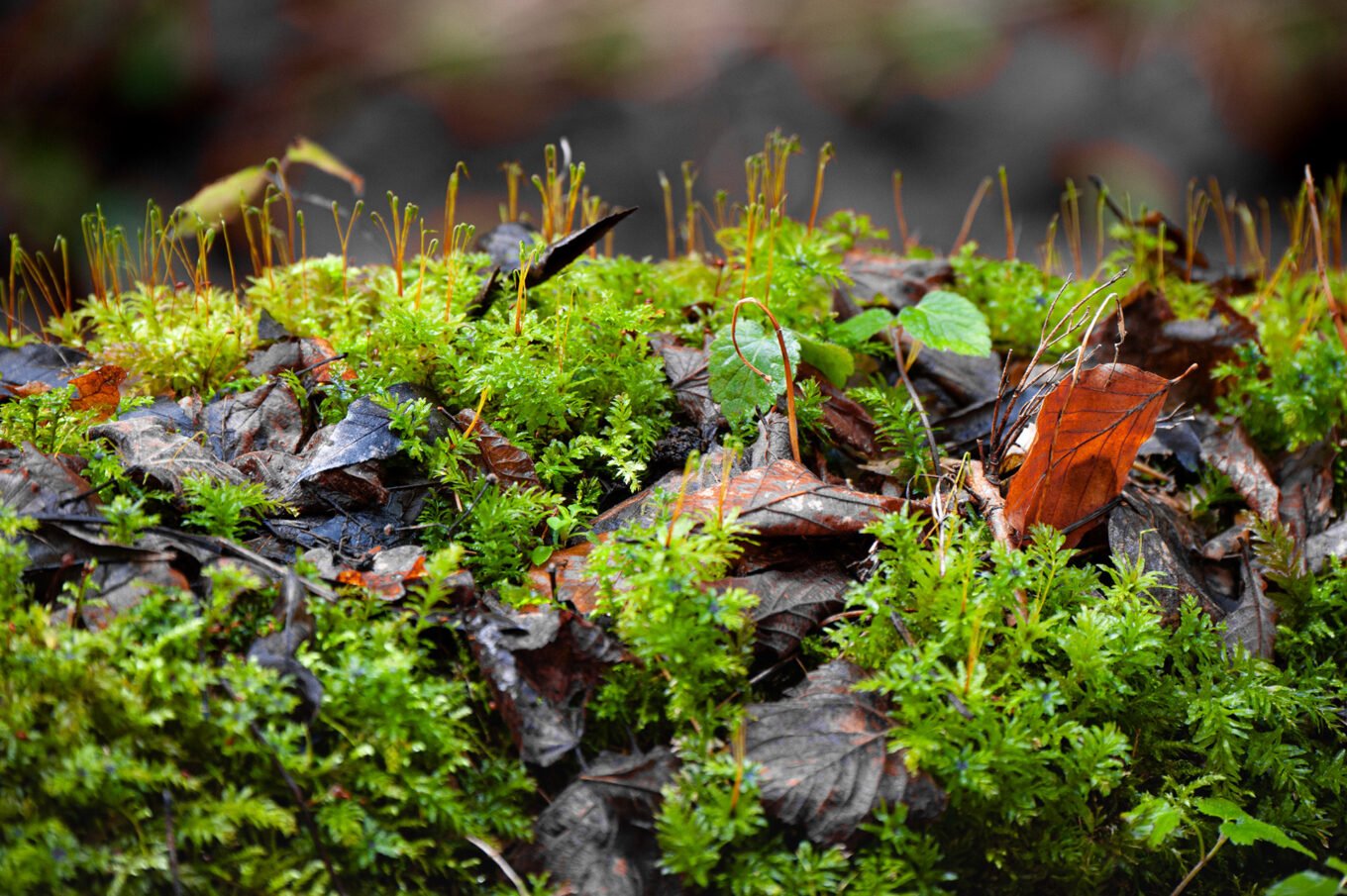 Photographie proxi nature en forêt de Saou (Drôme)
