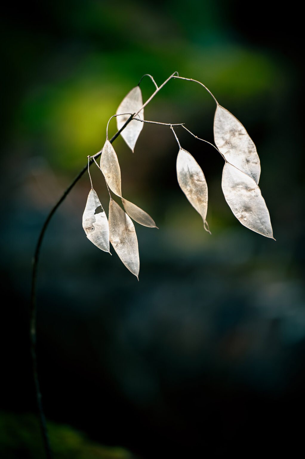 Photographie proxi nature en forêt de Saou (Drôme)