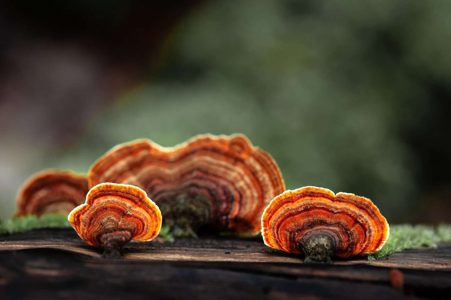Photographie proxi nature champignons en forêt de Saou (Drôme)
