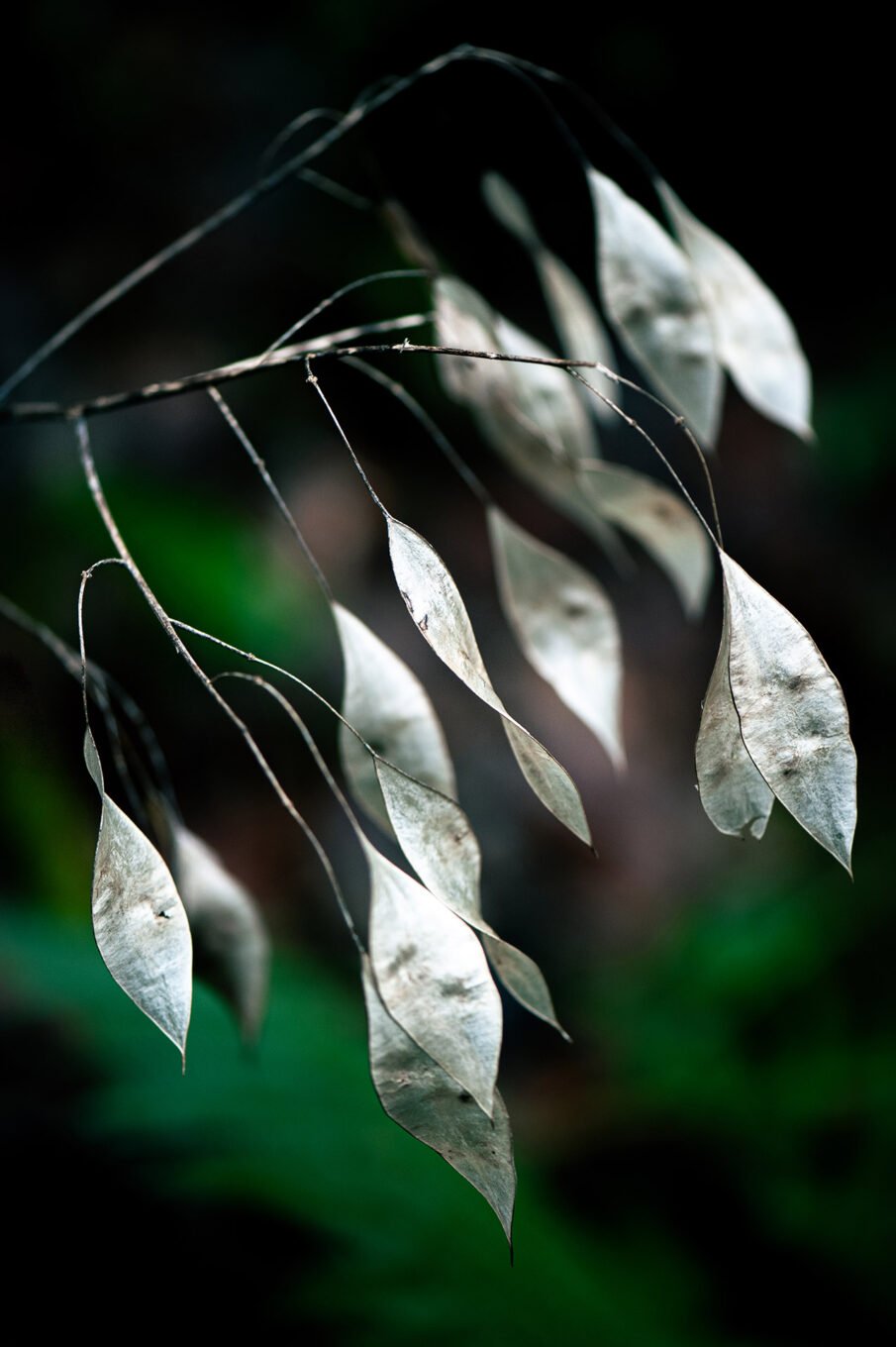 Photographie proxi nature en forêt de Saou (Drôme)