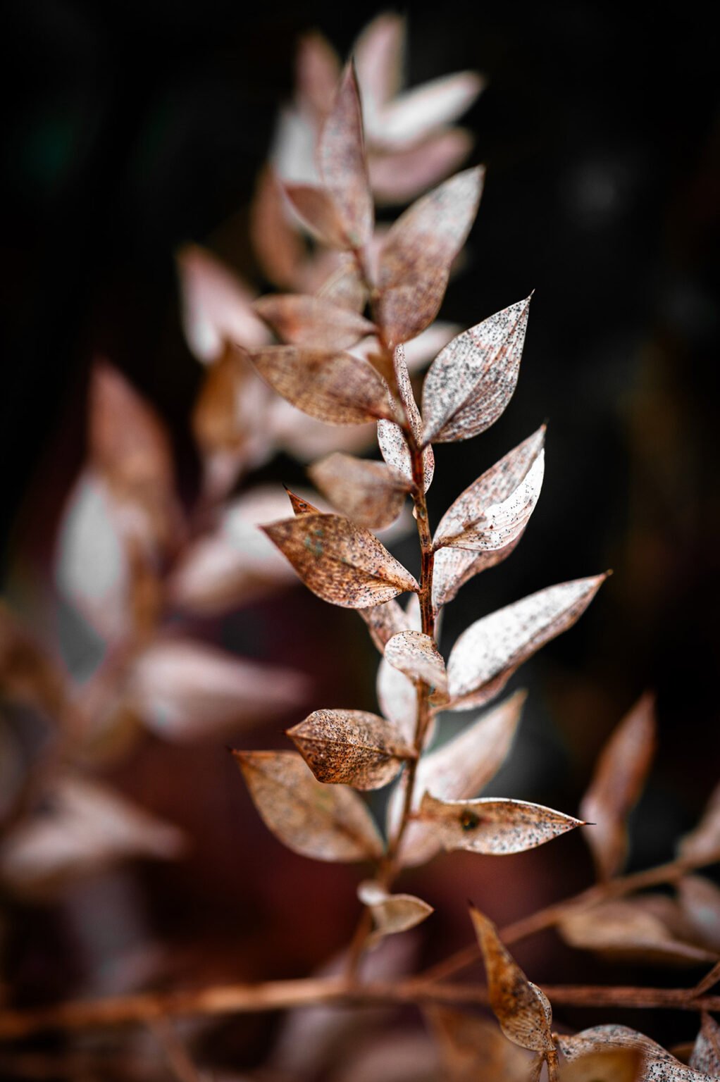 Photographie proxi nature en forêt de Saou (Drôme)