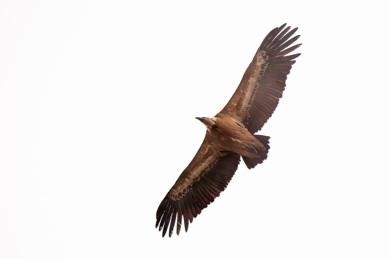 Photographe nature animalier Drôme - Vautour Fauve du Vercors